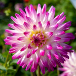 Dahlia 'hayley Jane', 1 X Tuber, Bicolour Cactus, 90-120 Cm | Set of 1 | White