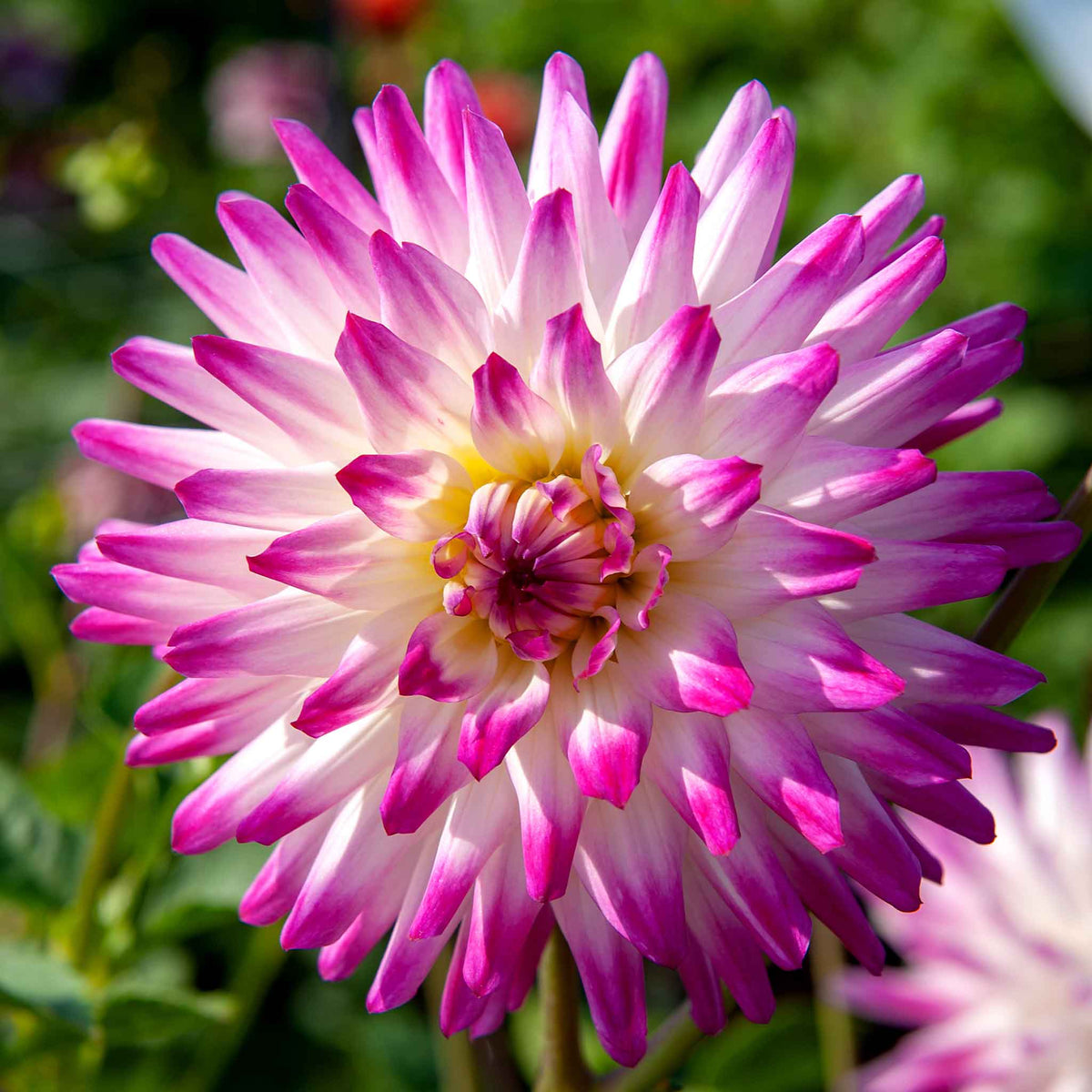 Dahlia 'hayley Jane', 1 X Tuber, Bicolour Cactus, 90-120 Cm | Set of 1 | White