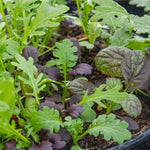 Salad Baby Leaves Oriental Mix | 12 x Plug Plants | Green