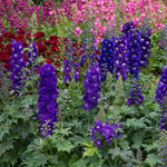 Delphinium 'magic Fountains Dark Blue White Bee' Perennial | 3 x 9cm