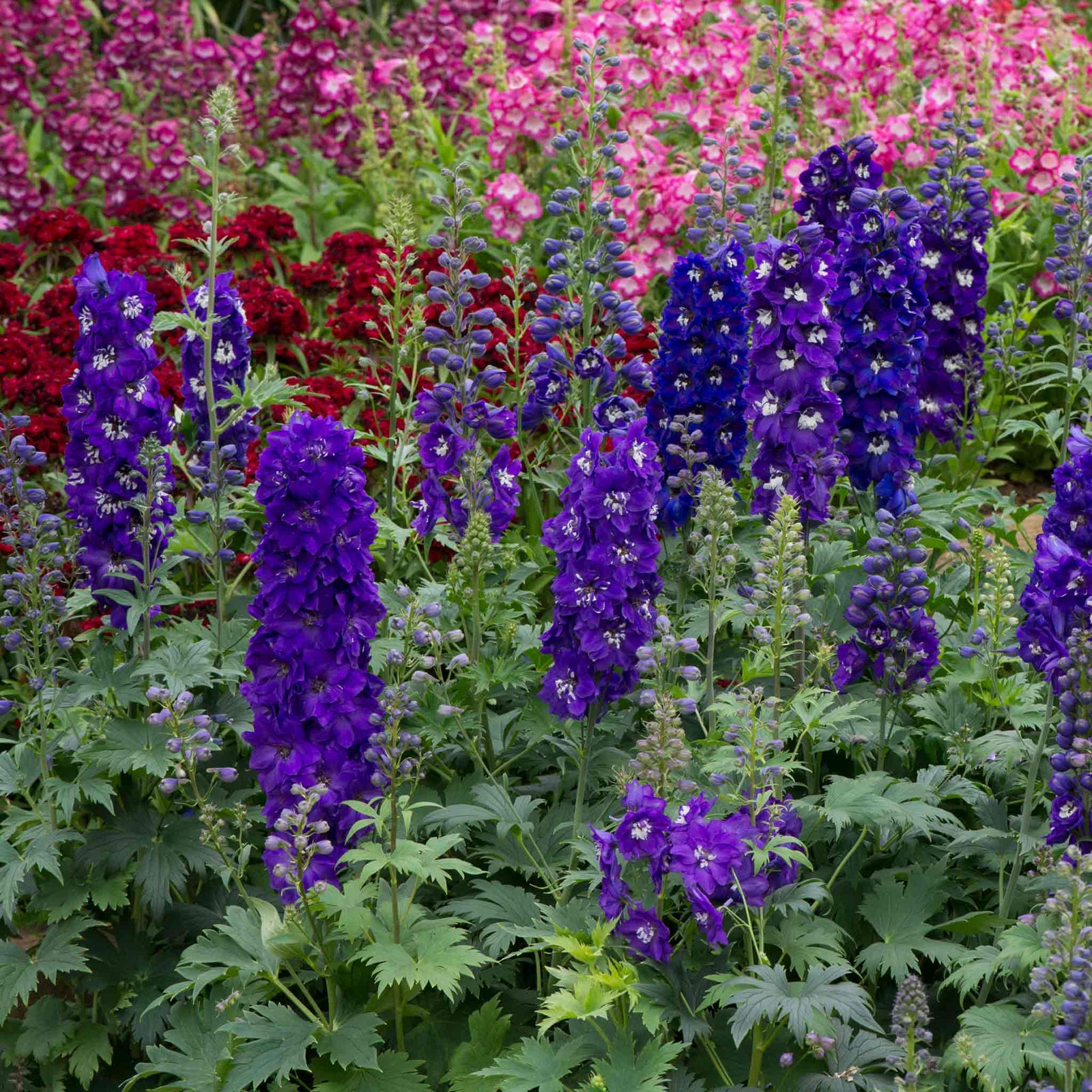 Delphinium 'magic Fountains Dark Blue White Bee' Perennial | 3 x 9cm
