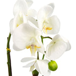 46cm Artificial Orchid White Gold