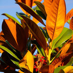 Magnolia Grandiflora The Evergreen Magnolia Tree Outdoor Plant