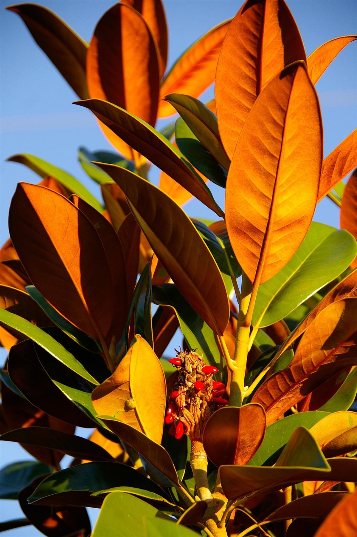Magnolia Grandiflora The Evergreen Magnolia Tree Outdoor Plant