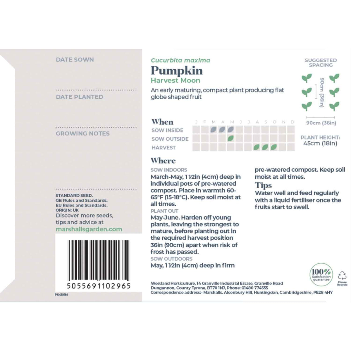 Harvest Moon Pumpkin | 8 Seeds