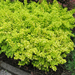 Berberis Thunbergii 'golden Horizon' | 3 x 7cm Plants | Yellow