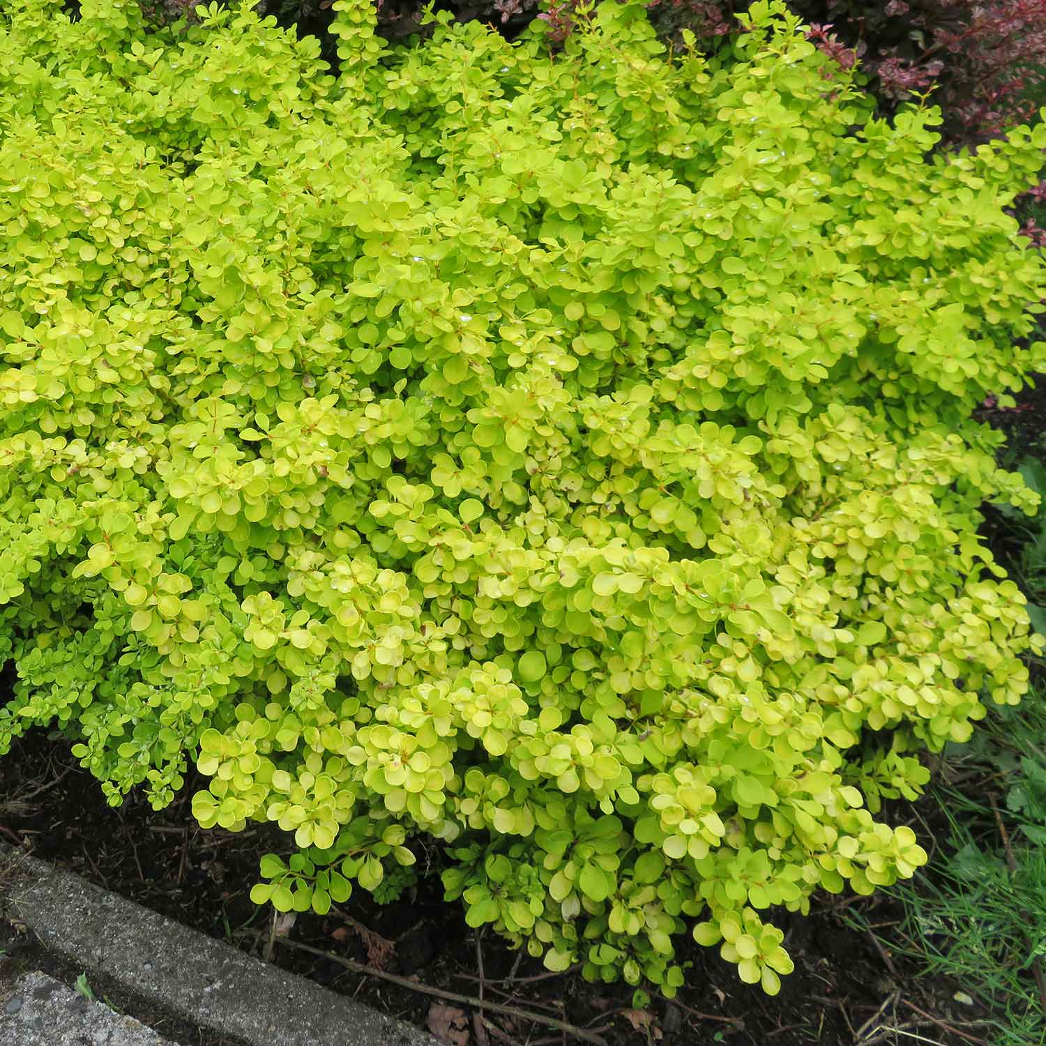 Berberis Thunbergii 'golden Horizon' | 3 x 7cm Plants | Yellow