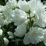 Philadelphus Virginal Highly Fragrant Pom Pom Mock Orange Shrub Plant Supplied In A 9cm Pot