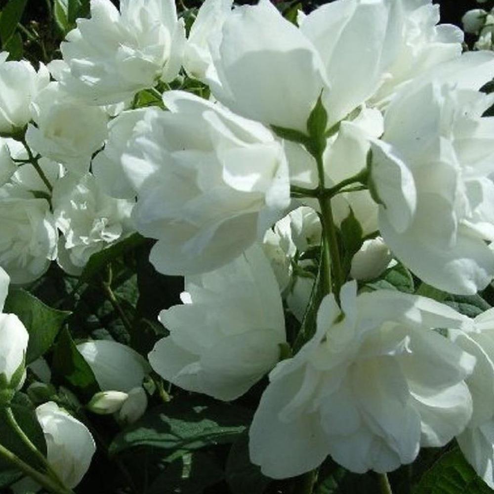 Philadelphus Virginal Highly Fragrant Pom Pom Mock Orange Shrub Plant Supplied In A 9cm Pot