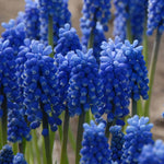Muscari 'blue Magic' | 20 x Bulbs | Blue