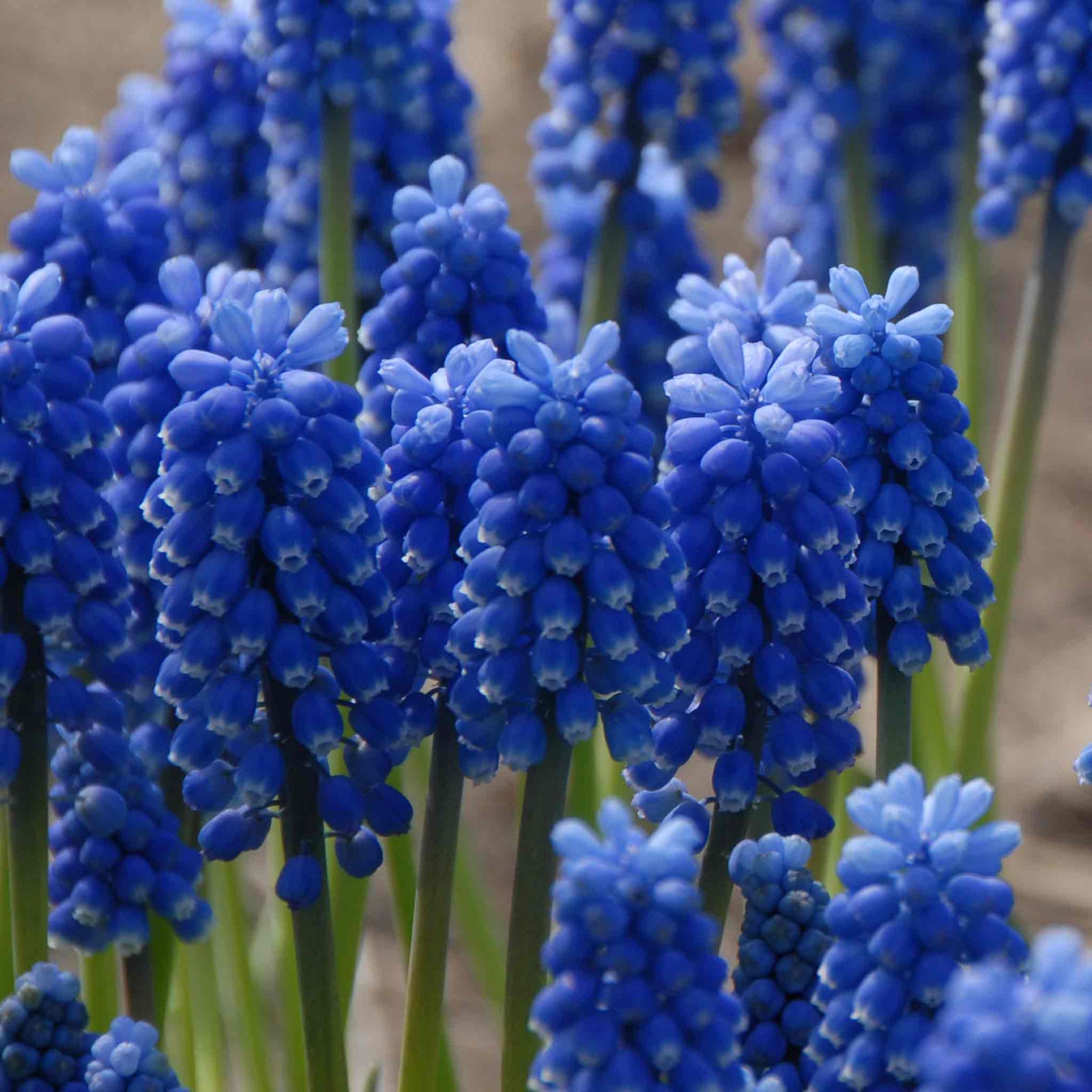 Muscari 'blue Magic' | 20 x Bulbs | Blue