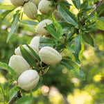 Almond Tree Self-fertile Bare Root | 1 x Bare Root