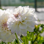 Dahlia Eveline Creamy White With Pink Tips | 1 x Bulb | White