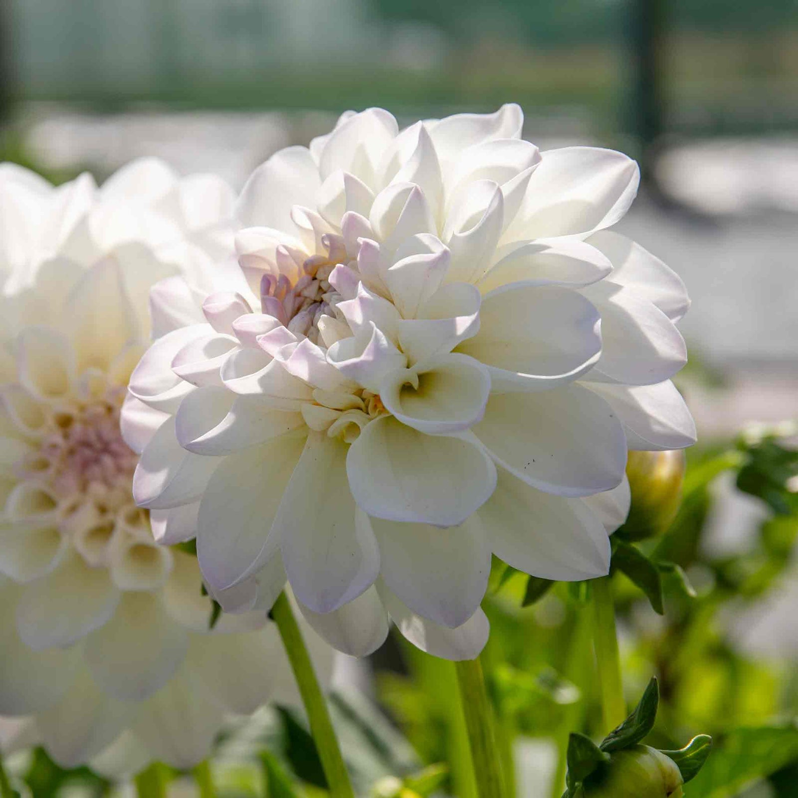 Dahlia Eveline Creamy White With Pink Tips | 1 x Bulb | White