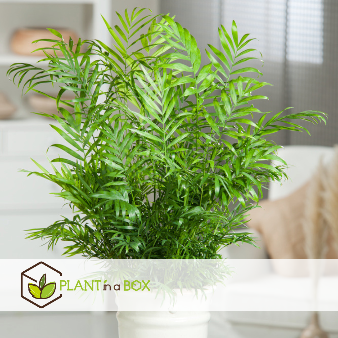 Parlour Palm - Chamaedorea Elegans - Height 50-60cm - ⌀17cm | Set-of-1 | Green