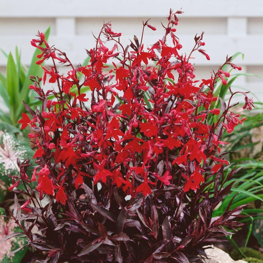Thompson & Morgan Lobelia Queen Victoria Garden Ready Plants 12 X Garden Ready Plants