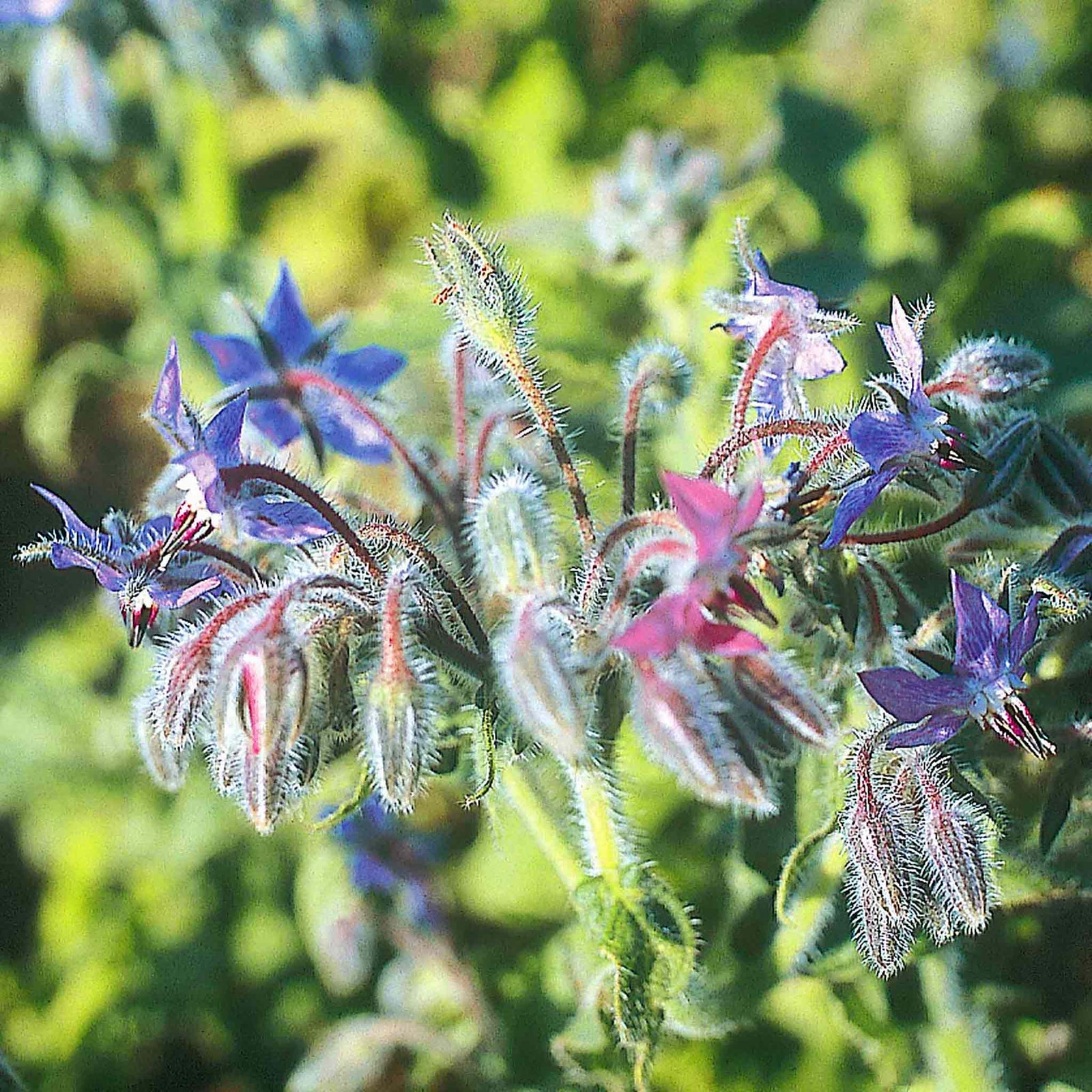 Borage Blue Organic | 100 Seeds