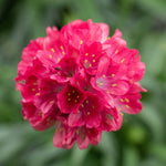 Armeria 'dreameria Dreamland' Pink Perennial 35cm | 1 x 2L | Pink
