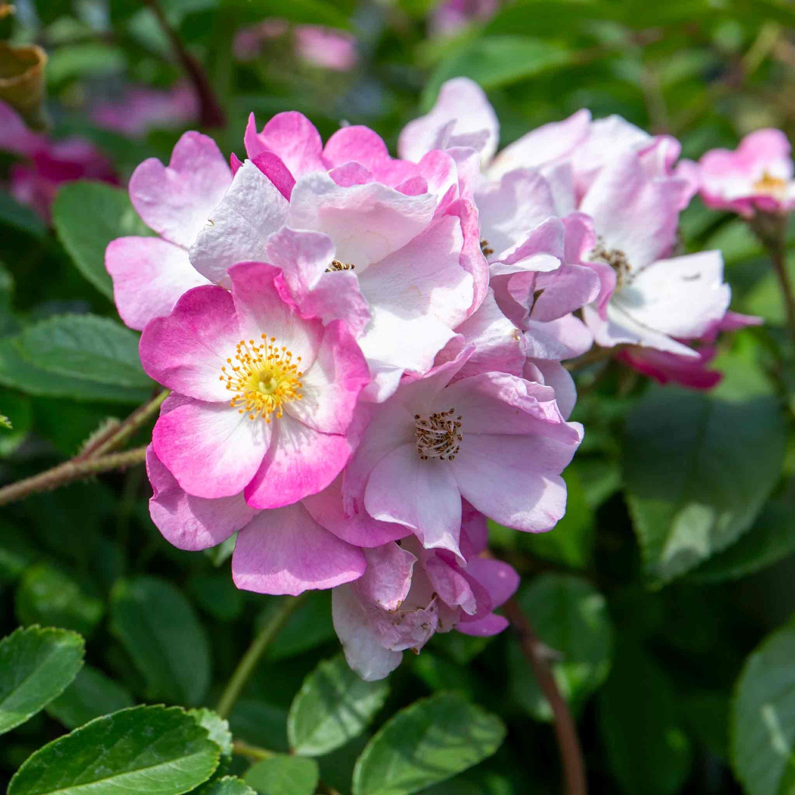 Rose 'ballerina' Pink Shrub Rose Rhs Award Of Garden Merit | 1 x Bare Root | Pink