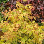 Acer Palmatum 'katsura' Japanese Maple - Ornamental | 1 x 7.5L