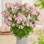 Hayloft Alstroemeria Duchesse D'anjou 'emily' 3 X 9cm Pots