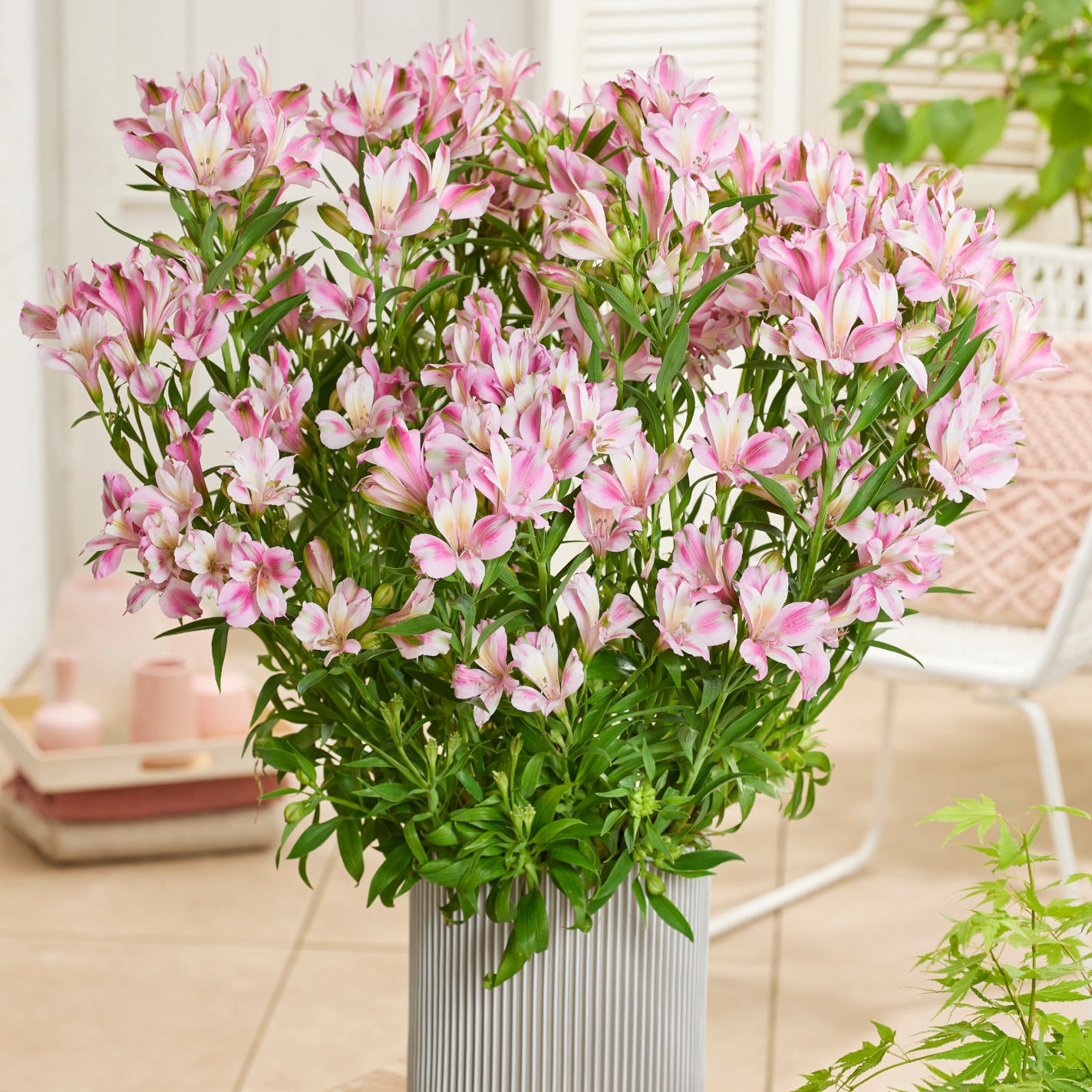 Hayloft Alstroemeria Duchesse D'anjou 'emily' 3 X 9cm Pots