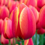 Tulip 'worlds Favourite' | 10 x Bulbs | Orange & Yellow