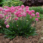Armeria 'dreameria Dreamland' Pink Perennial 35cm | 1 x 2L | Pink
