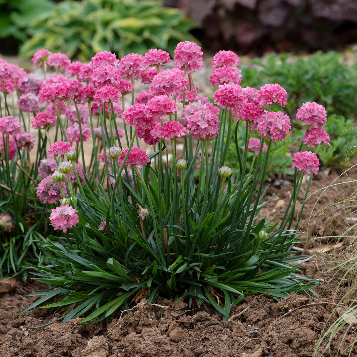 Armeria 'dreameria Dreamland' Pink Perennial 35cm | 1 x 9cm | Pink