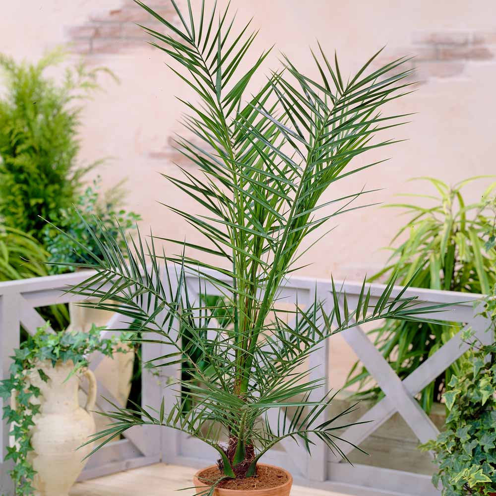 Thompson & Morgan Phoenix Palm Phoenix Canariensis - Canary Island Date Palm - 2 Plants