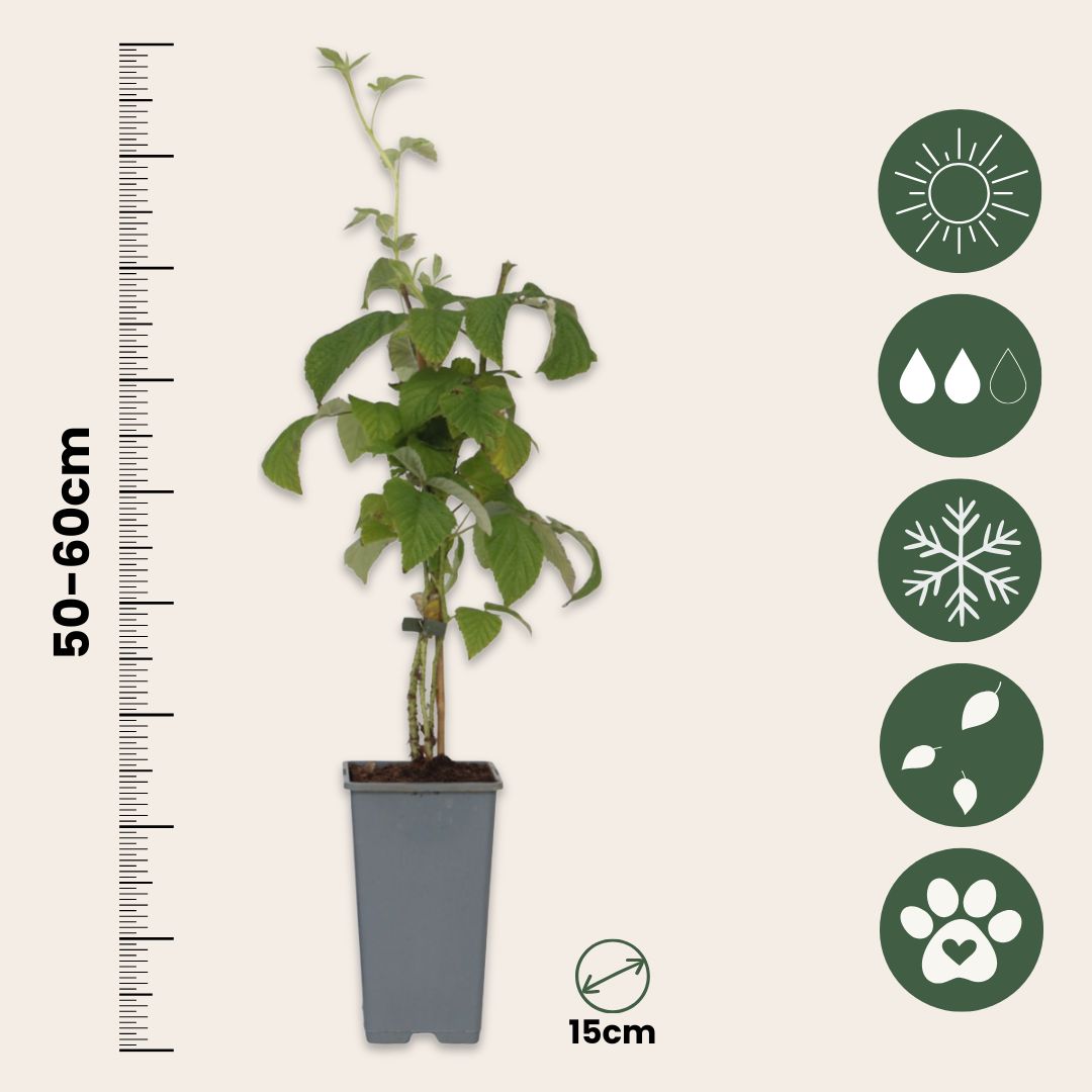 Raspberry Plant - 4 Pcs. - Rubus Idaeus 'malling Promise' - H50-60cm - ⌀15cm | Set of 4 | Red