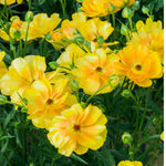 Ranunculus Butterfly 'minerva' - Tubers | Set-of-6 | Yellow