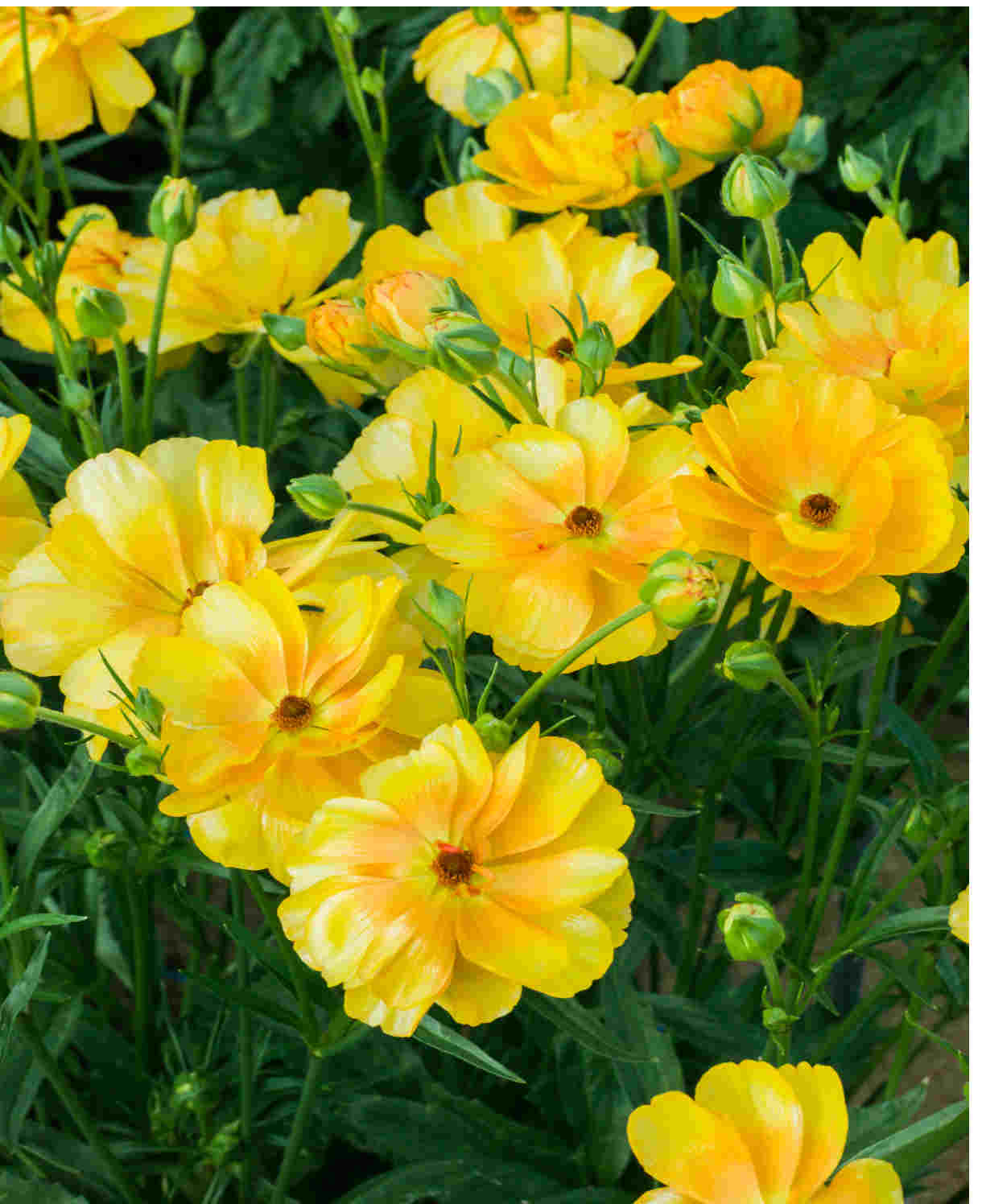 Ranunculus Butterfly 'minerva' - Tubers | Set-of-6 | Yellow