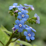 Brunnera Macrophylla 'jack Frost' – Silver-marbled Foliage & Blue Spring Flowers | 1 x 9cm | Multi