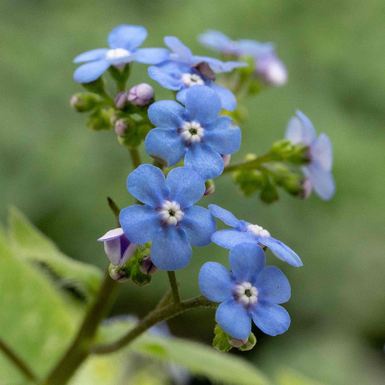 Brunnera Macrophylla 'jack Frost' – Silver-marbled Foliage & Blue Spring Flowers | 1 x 9cm | Multi