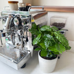 Coffee Plant - 4 Pcs. - Coffea Arabica - Height 25-40cm - ⌀12cm | Set of 4 | Green