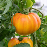 Tomato Seeds Gourmansun F1 - Oxheart Golden-orange, Blight Resistant | 6 Seeds