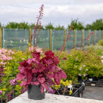 Heuchera 'wild Rose', Rose-purple Foliage And Rose-pink Summer Blooms | 3 x 9cm | Multi