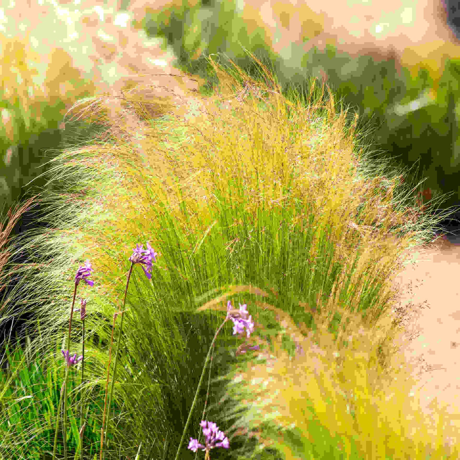 Hayloft Bold And Beautiful Grasses Collection - Set Of 3 Grasses Supplied In 9cm Pots
