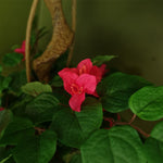 150cm Pink Japanese Artificial Silk Bougainvillea Tree