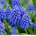 Thompson & Morgan Spring Spectacular Colour Collection 200 Bulbs