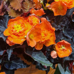 Begonia 'bellisa Flame' Double Orange Begonia 30-45 Cm | 6 x Jumbo Plugs | Burnt Orange