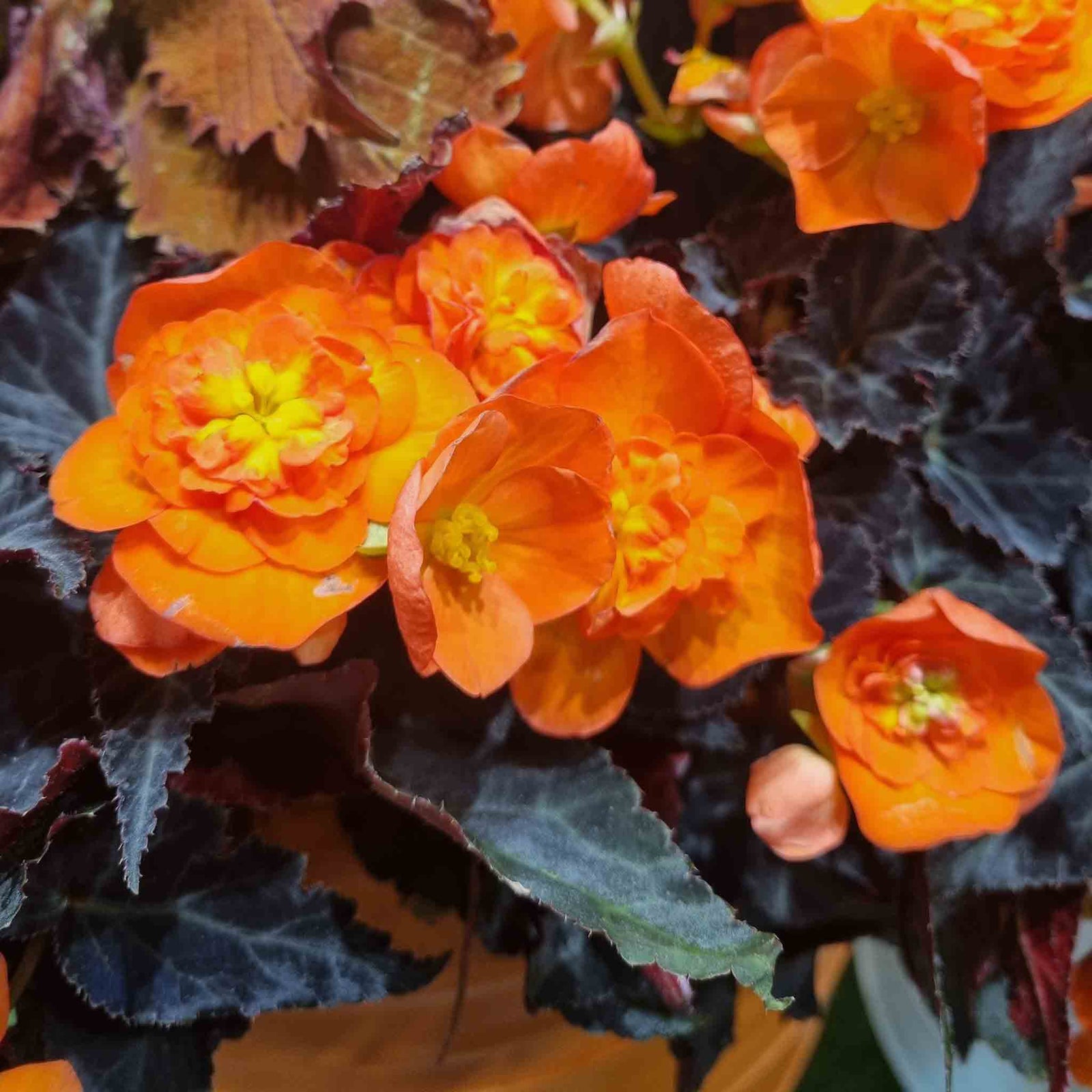 Begonia 'bellisa Flame' Double Orange Begonia 30-45 Cm | 12 x Jumbo Plugs | Burnt Orange
