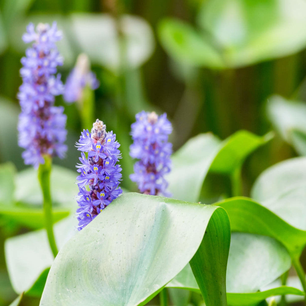 Ponterderia Cordata - Pond Marginal, Pickerel Weed In A 9cm Pot