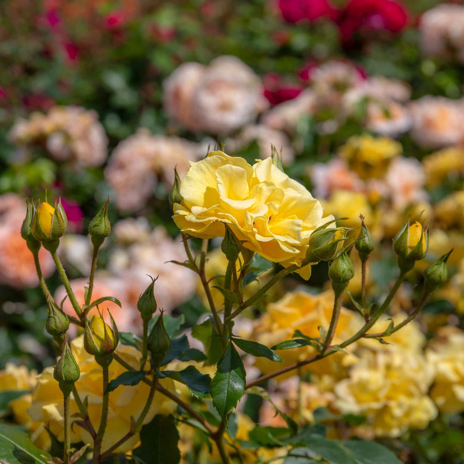 Rose 'precious Gold' Floribunda (golden Yellow, ) | 1 x Bare Root | Yellow