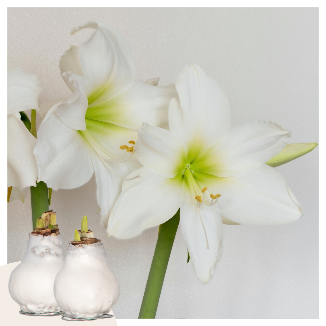 Amaryllis - Hippeastrum 'wax White' - Flower Bulb - Red | Set-of-2 | Red