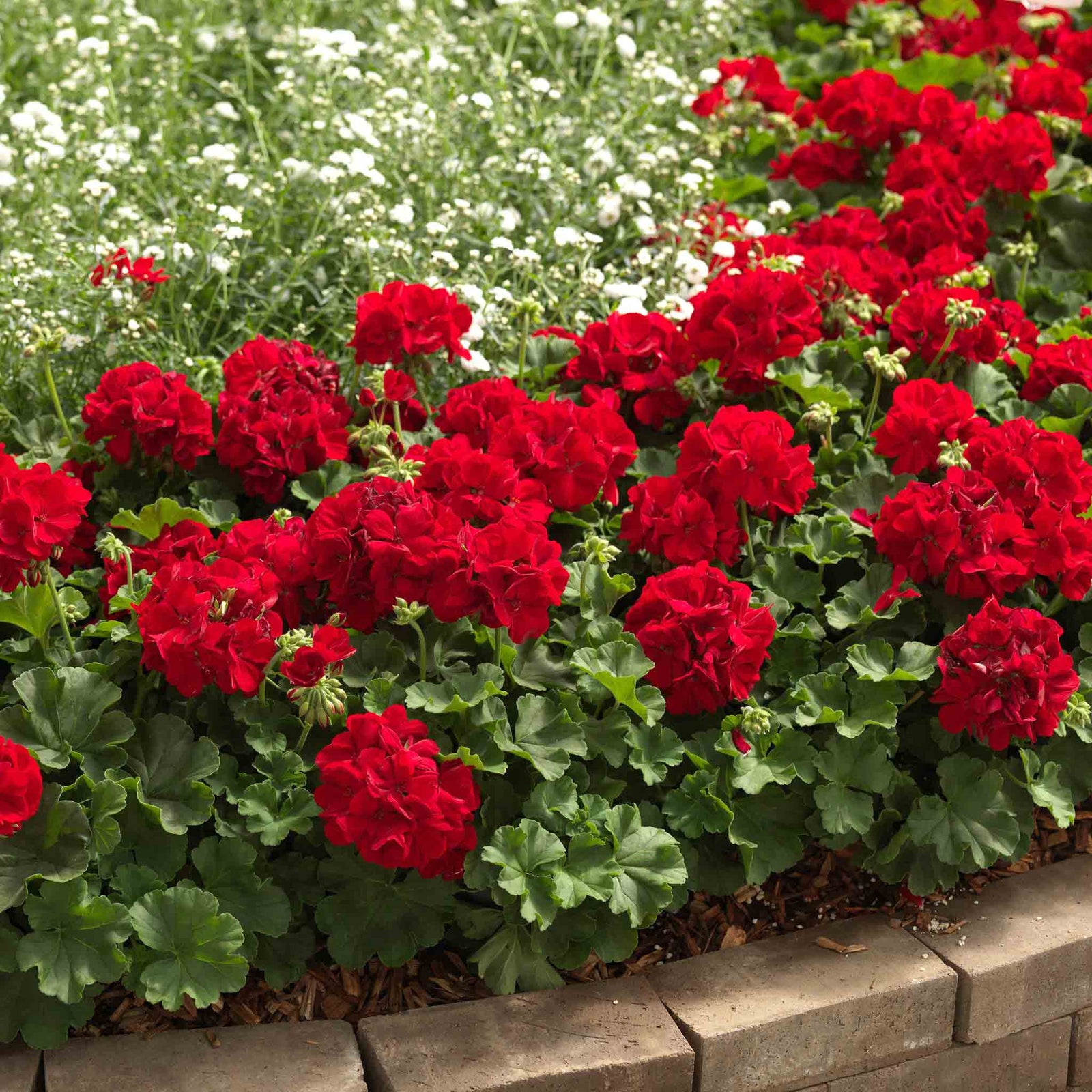 Geranium 'summer Lovers Dark Red' 40-50cm, Drought-tolerant | 12 x Plug Plants | Red