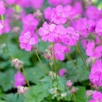 Hayloft Geranium Collection - Ground Cover Favourites 3 X 9cm Pots