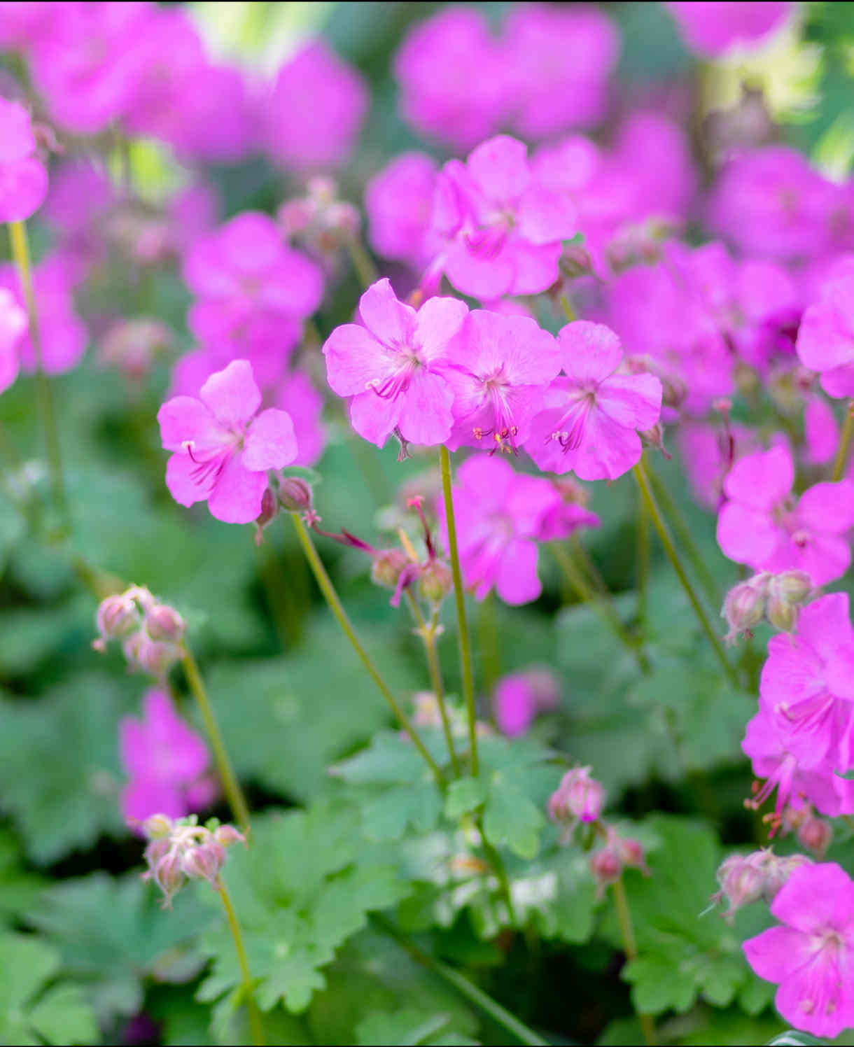 Hayloft Geranium Collection - Ground Cover Favourites 3 X 9cm Pots