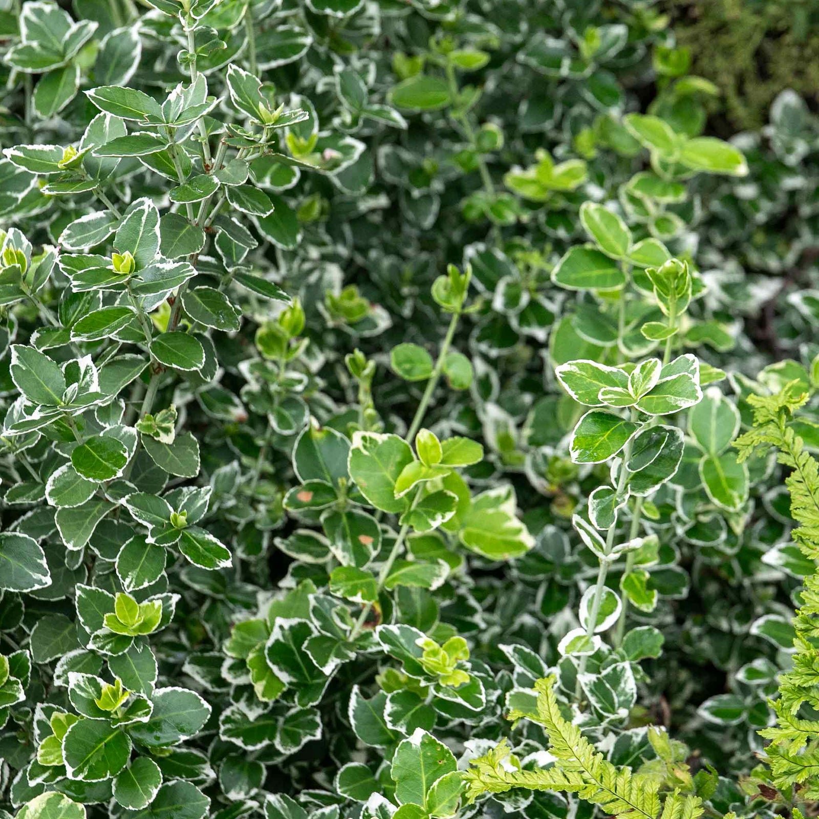 Euonymus Fortunei 'emerald Gaiety' Variegated Evergreen Groundcover | 1 x 9cm | Green & White